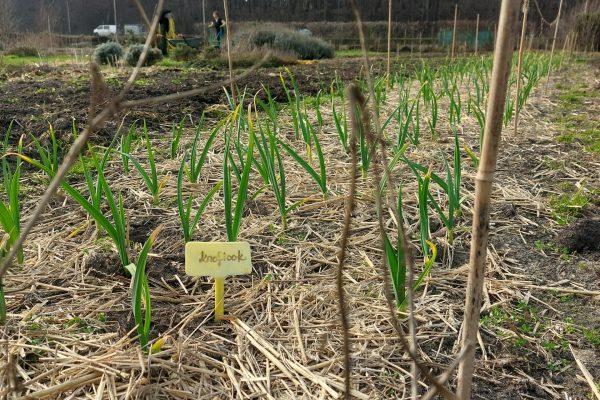 knoflook in voorjaar